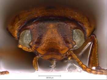 Media type: image;   Entomology 711248 Aspect: head frontal view